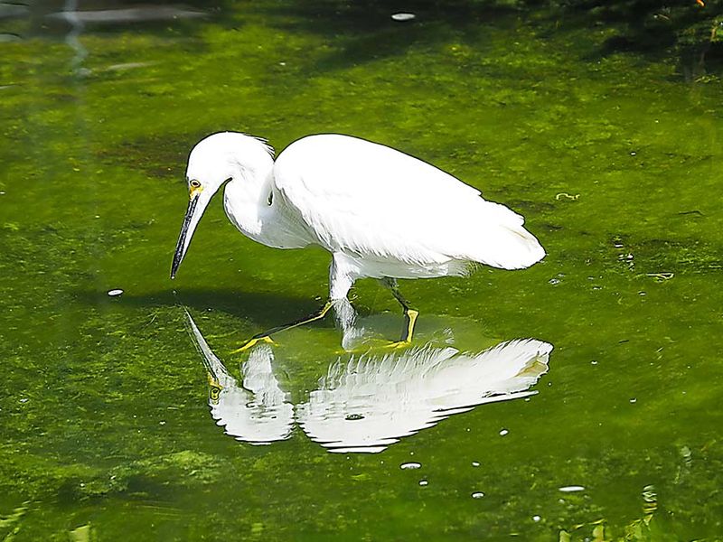 Nature 3130492.JPG