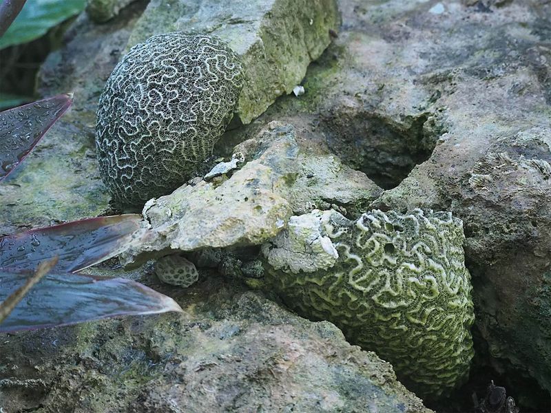 Nature T C184966.JPG
