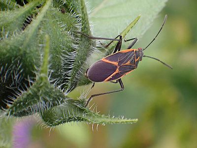 Box Elder Bug 9030086.jpg