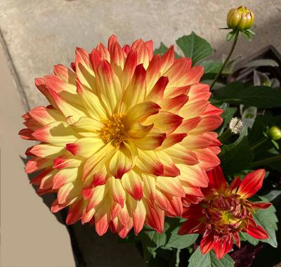 Flower_0290.JPG