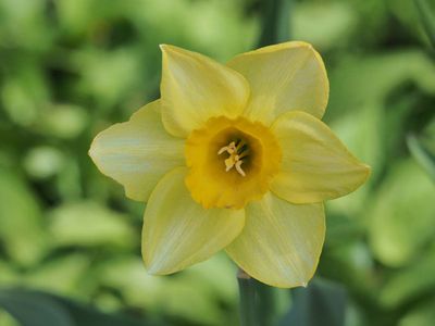Flower 5150770.JPG