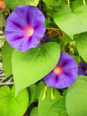Flower 8021200.JPG