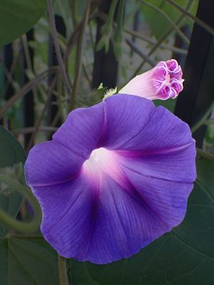 Flower 8060065.JPG