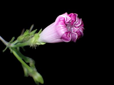 Flower 8060055.JPG