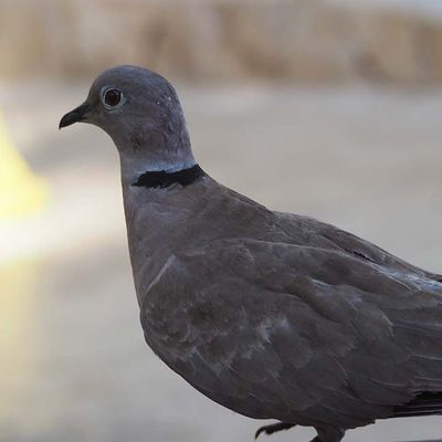 Nature 3170992.jpg