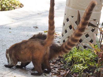 Ring Tail 3160809.JPG