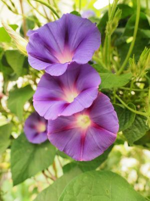 Flower 8021202.JPG