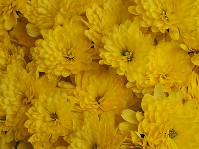 Flowers 9281794.JPG