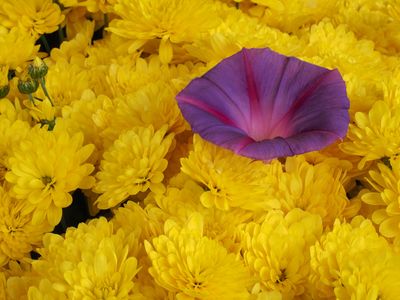 Flowers 9281796.JPG