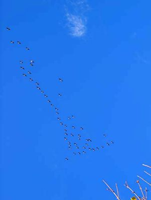 Geese 2851.jpg