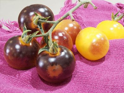 Tomatoes A133149.JPG