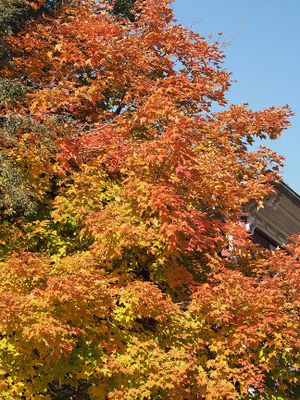 Nature A203497.JPG