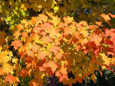 Nature A203501.JPG