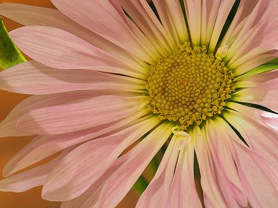 Flower M A163242.JPG