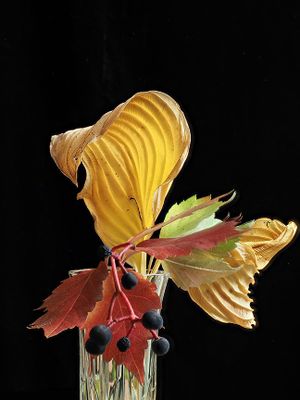 Fall A051419L.jpg