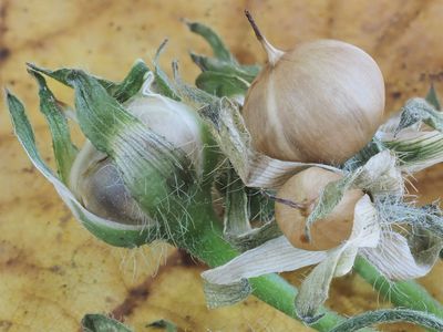 Seeds M B194388.JPG