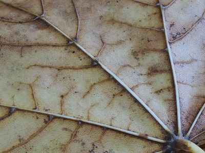 Leaf M B194289.JPG