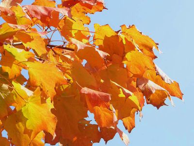 Nature 10090899.jpg