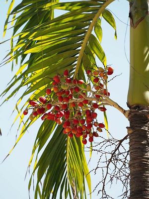 Nature 1261616.jpg