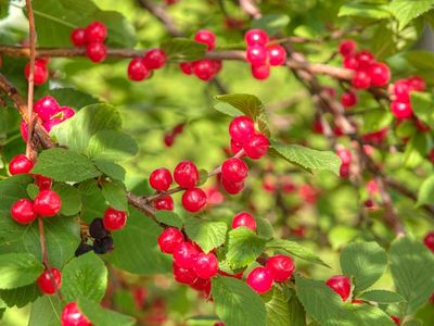 Nanking cherries 0741.jpg