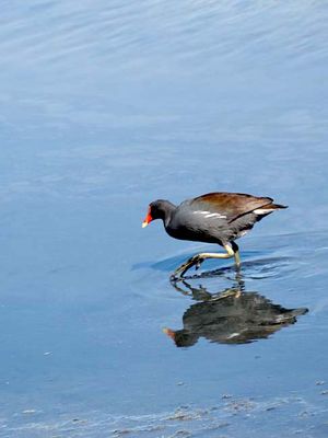 Nature 1261648.jpg