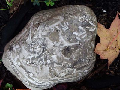 Nature 10090919.JPG