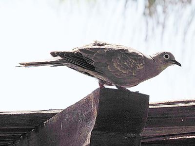 Bird 3120392.JPG