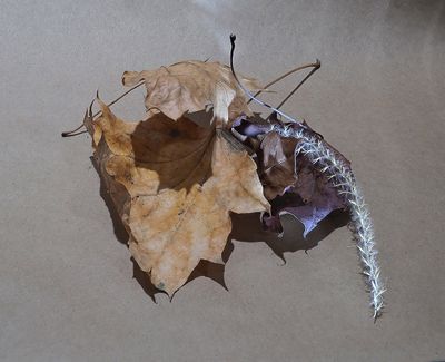 Still lifes