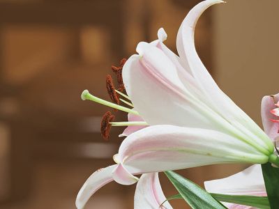 Flowers plus