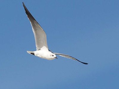 Bird C282503.JPG