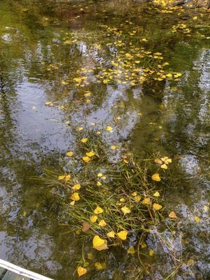 Nature A065093.jpg