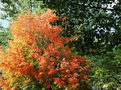 Fall 9270611.JPG