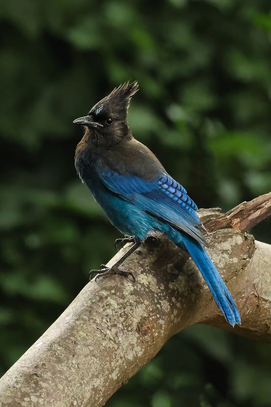 Steller's Jay