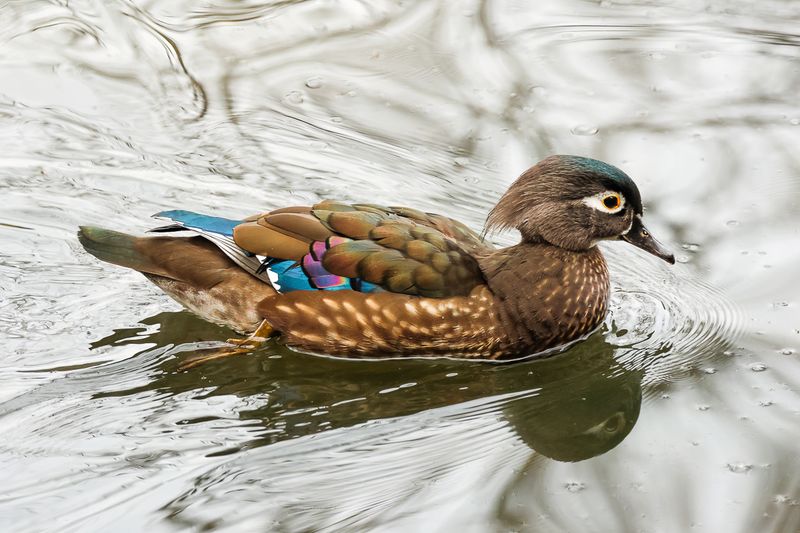 Female Wood Duck