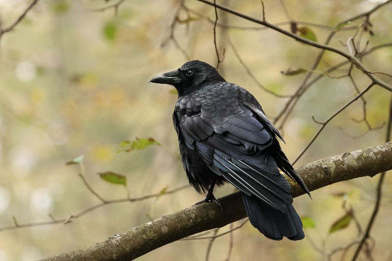 Common Raven