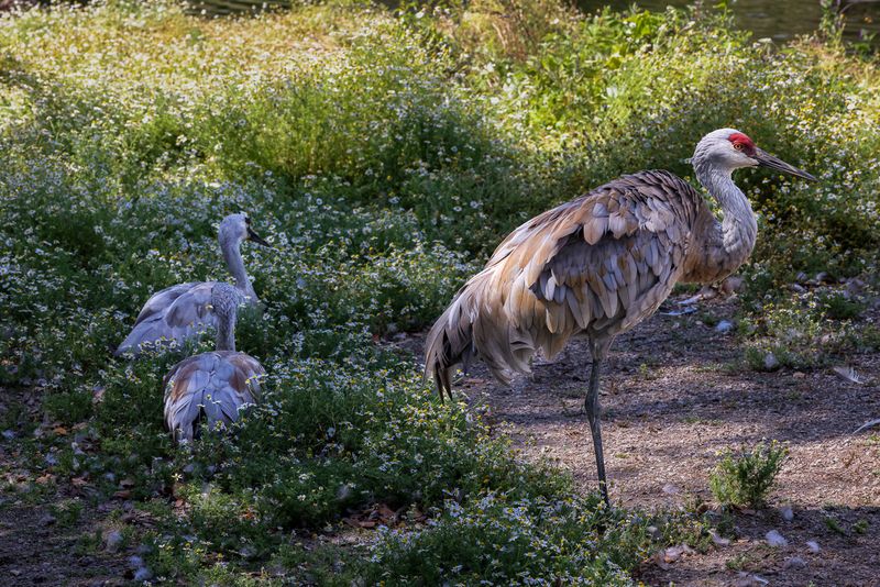 Sandhill Crane Family