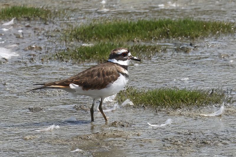 Killdeer