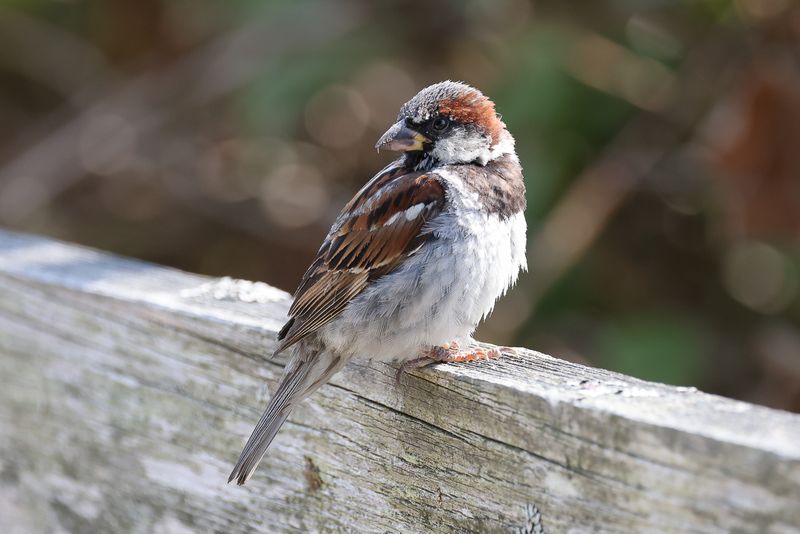 House Sparrow (male)