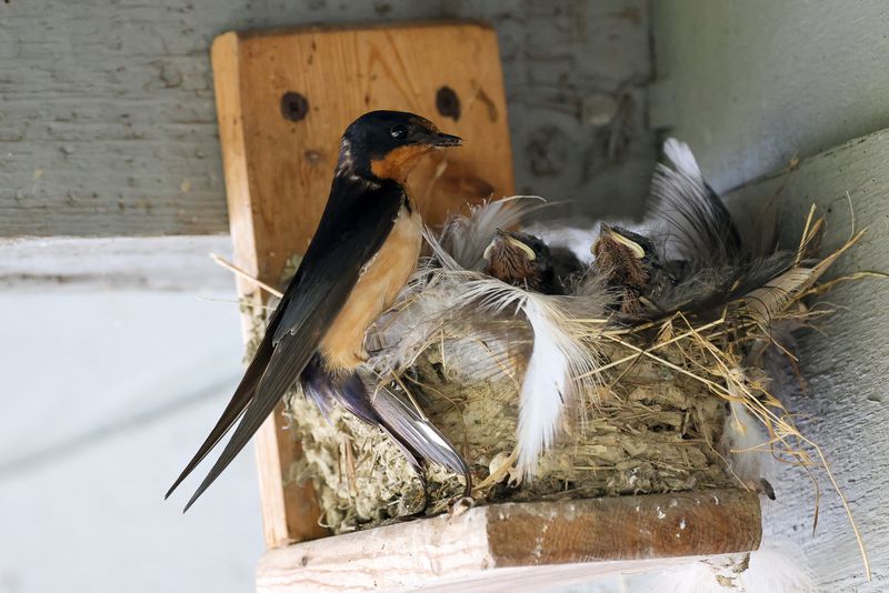 Barn Swallow & Chicks