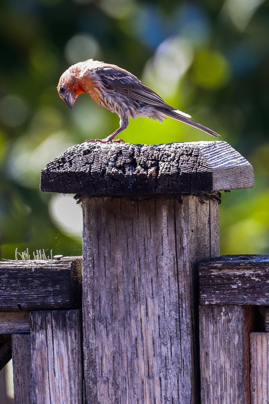 House Finch (male)