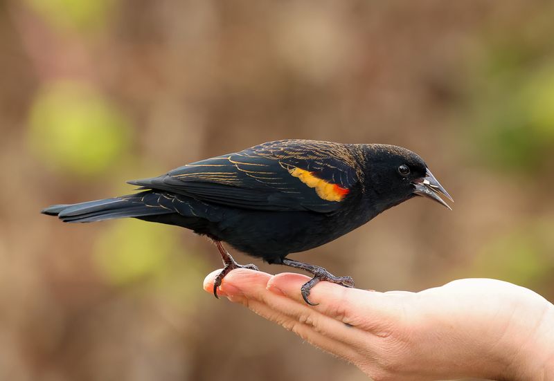 Red-winged Blackbird