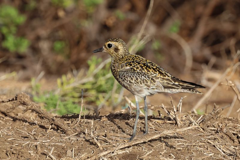 Pacific Golden-Plover