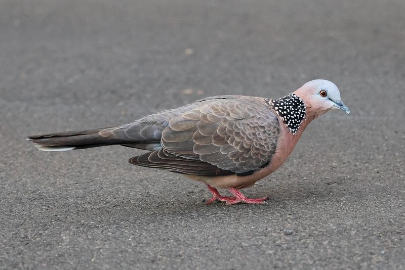 Spotted Dove