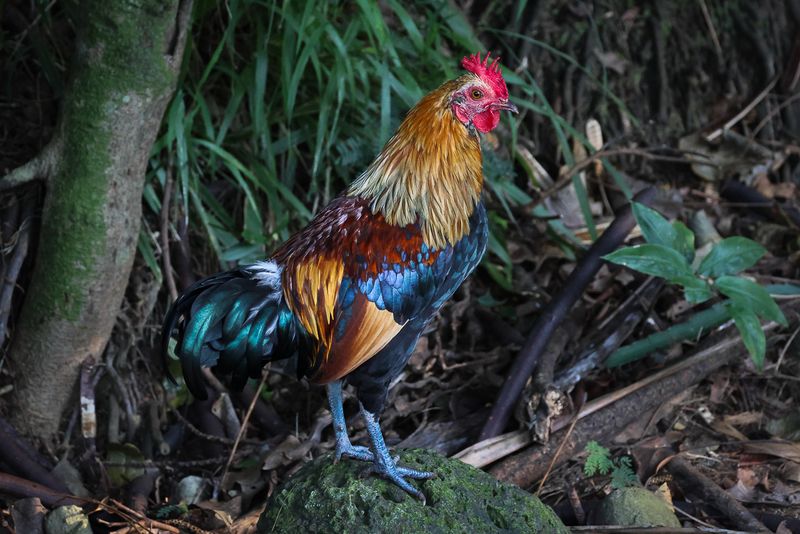 Red Junglefowl