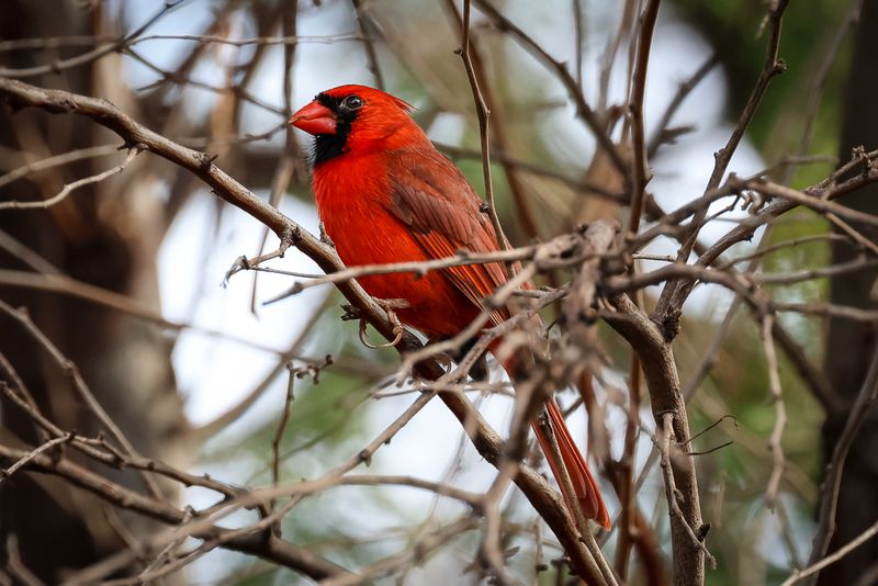 Northern Cardinal