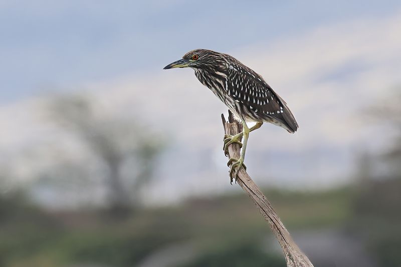 Juvenile Black-crowned Night-Heron ('Auku'u)