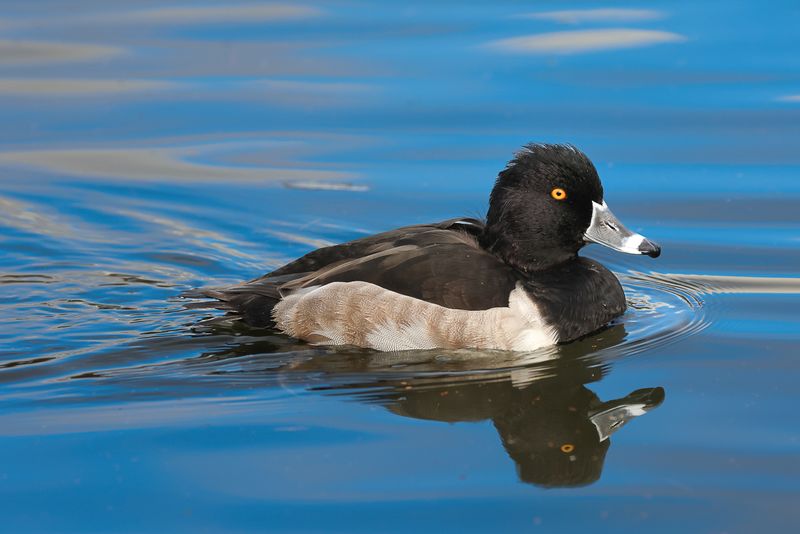 Ring-necked Duck (breeding male)