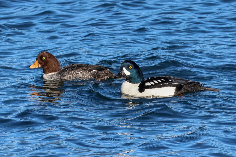 Mr. & Mrs. Barrow's Goldeneye