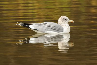 California Gull