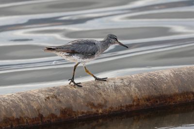 A Wandering Tattler wandering